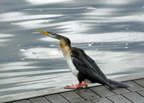 Australasian Darter